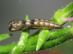 Stenoptilodes antirrhina
