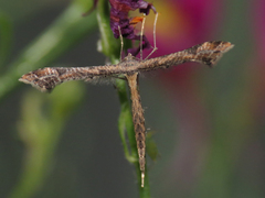 Stenoptilodes antirrhina