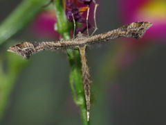 Stenoptilodes antirrhina