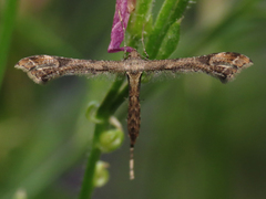 Stenoptilodes antirrhina