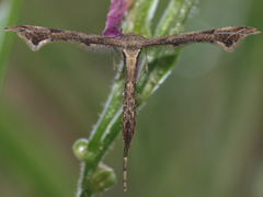 Stenoptilodes antirrhina