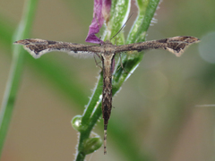 Stenoptilodes antirrhina
