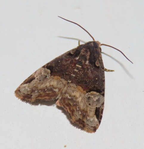Catalina Brown photo 5