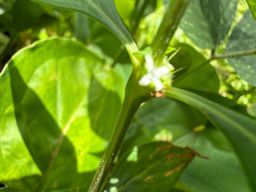 Spermacoce ocymifolia observed 2026-06-15