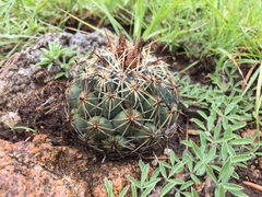 Coryphantha cornifera
