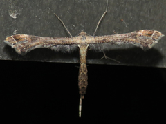 Stenoptilodes antirrhina