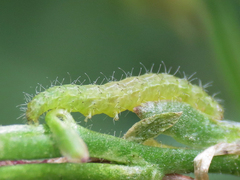 Stenoptilodes antirrhina