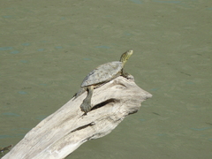 Trachemys gaigeae