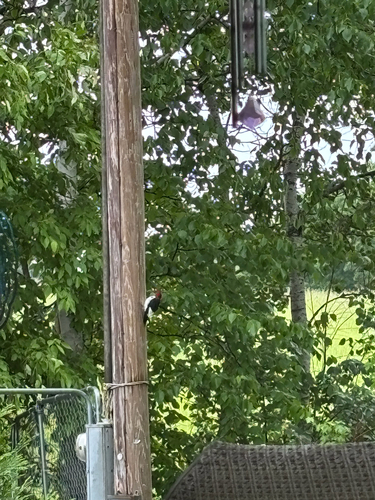 Red-headed Woodpecker