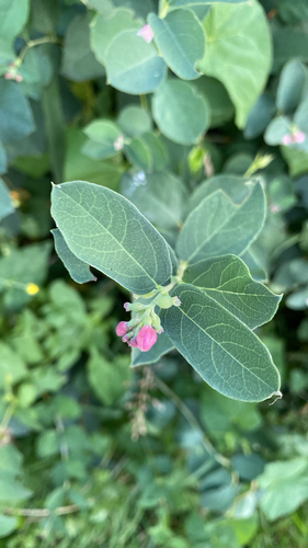 Common Snowberry