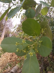 Semialarium mexicanum