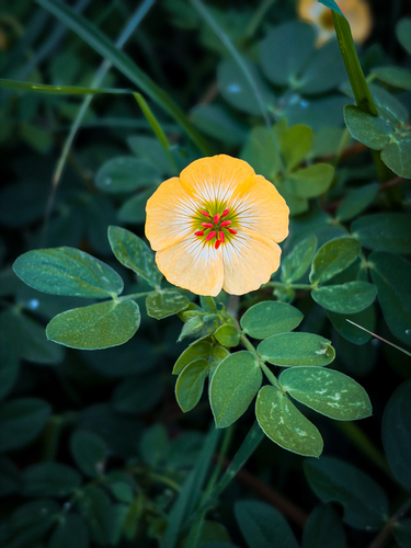 Kallstroemia rosei