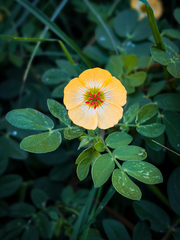 Kallstroemia rosei