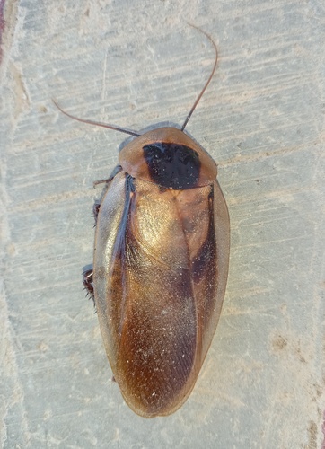 Discoid Roach