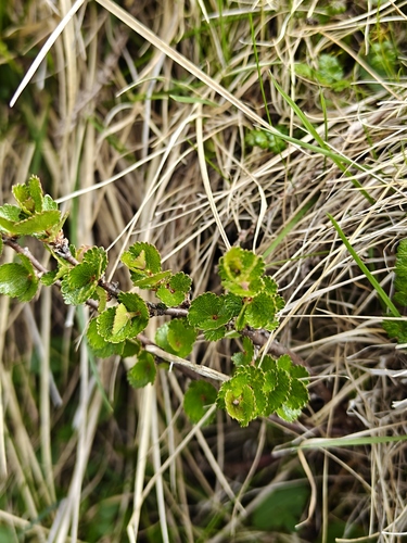 Dwarf Birch