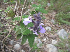 Salvia melissodora