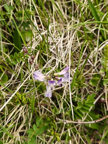 Alpine Milkvetch