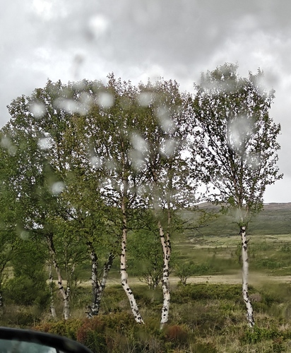 Downy Birch