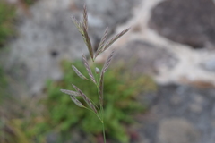 Bromus erectus