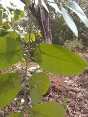 Semialarium mexicanum