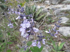 Salvia melissodora