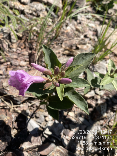 Ipomoea aurifolia