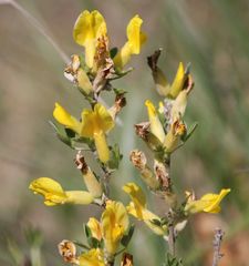 Chamaecytisus ratisbonensis