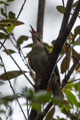 Meliphaga notata
