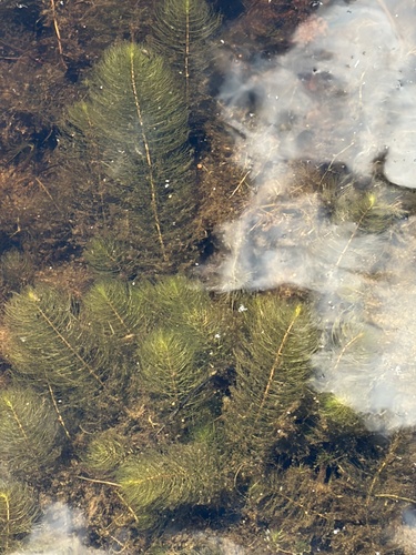 Myriophyllum heterophyllum, photograph 5