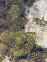 Myriophyllum heterophyllum, photograph (c) Lythronax246, some rights reserved (CC BY)