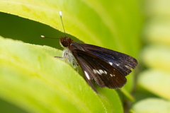 Sabera caesina
