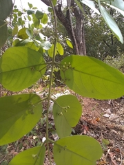 Semialarium mexicanum