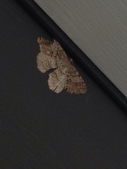 Melanolophia imitata