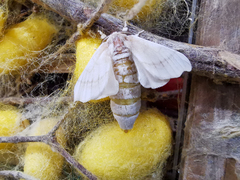 Bombyx mori