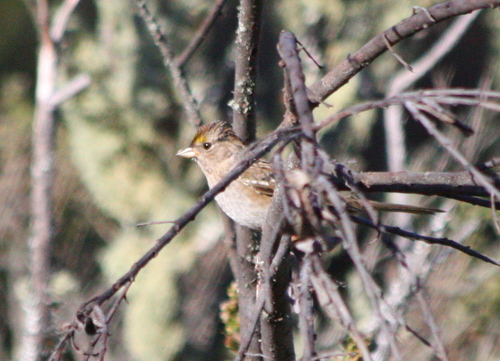 Zonotrichia atricapilla