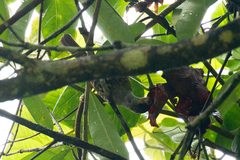 Xanthotis macleayanus