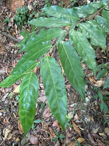 Casearia arborea, 2026-06-15