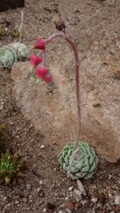 Echeveria elegans