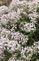 Hormathophylla spinosa