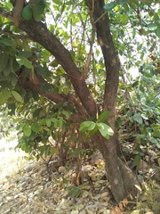 Semialarium mexicanum