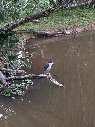 Black-crowned Night Heron