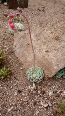 Echeveria elegans