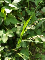 Melica nutans