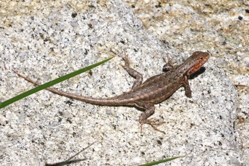 Southern Sagebrush Lizard, San Bernardino National Forest, Riverside, California, United States, photo 4 of 10