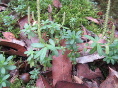 Peperomia leptophylla