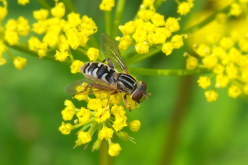 Anasimyia interpuncta
