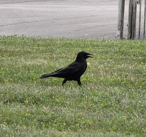 Carrion Crow