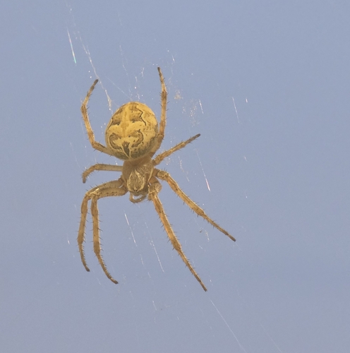 Grey Cross Spider