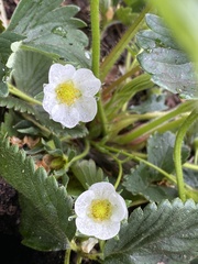 Fragaria × ananassa