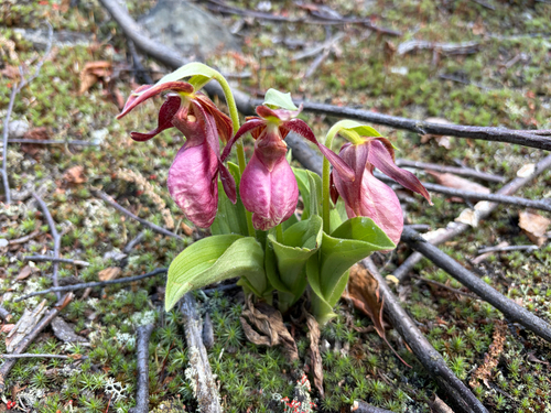 pink lady's slipper